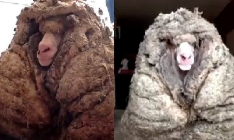 VIDEO: ¡Impresionante! Fueron 35 kilos de lana los que le quitaron a una oveja salvaje y enferma, ¿mejoró?
