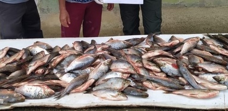 Incautaron 21 arrobas de pescado por no cumplir talla exigida