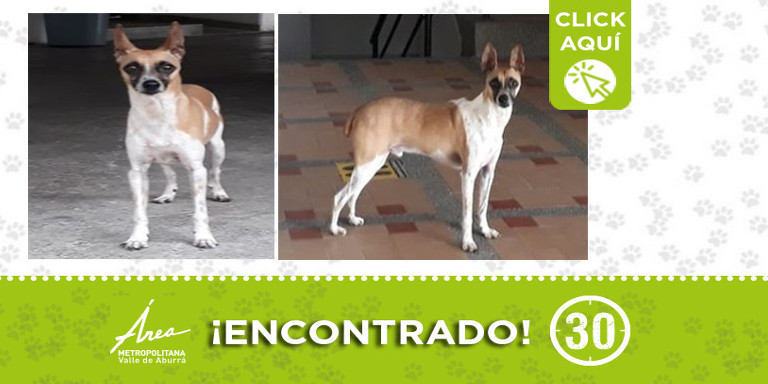 Buscan a la familia de este perrito encontrado en Robledo