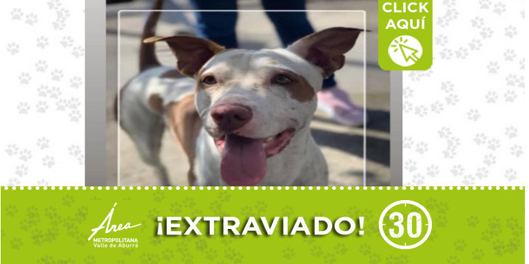 ¿Lo ha visto? "Tayson" se extravió en Manrique