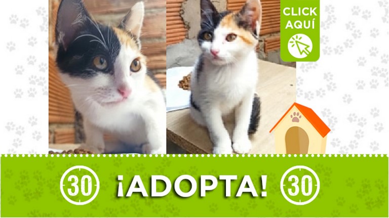 Gatic@ en adopción