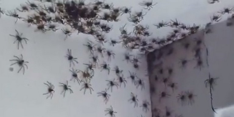 VIDEO. ¡”Terrorífico” y “horripilante”! Madre encontró decenas de arañas en la habitación de su hija