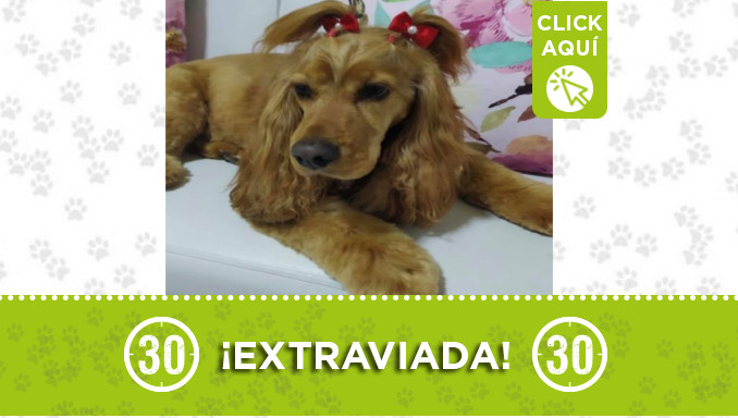 "Canela" Se extravió en Castilla ¿La ha visto?