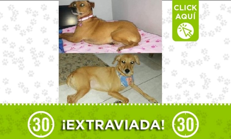 Canela perdida