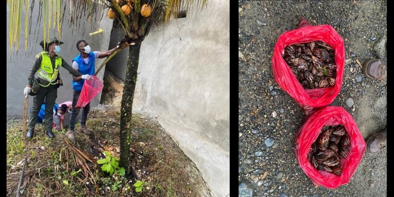 FOTOS. Hallaron 32 kilos de caracol gigante africano en Quibdó