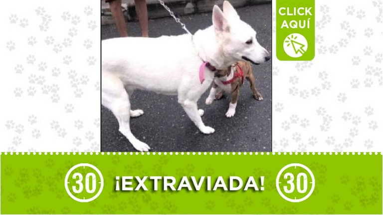 'Dana' se perdió en Rodeo Alto y sus dueños la están buscando, ¿la ha visto? 1 Dana perdida