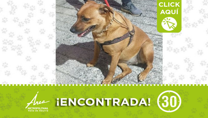 Buscan a la familia de esta perrita encontrada en San Joaquín