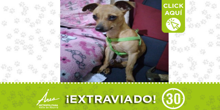 "Dexter" se extravió en San Luis ¿Lo ha visto?
