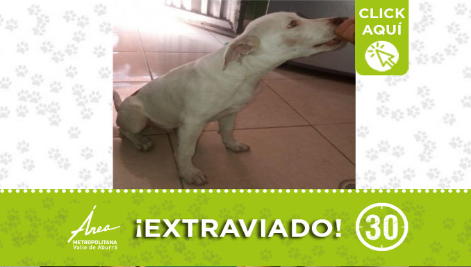 "Salomón" se extravió en Castilla ¿Lo ha visto?