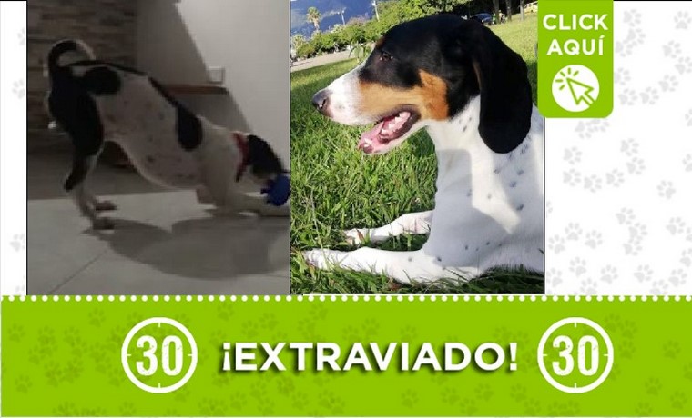 dylan perdido