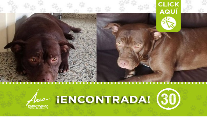 Buscan a la familia de esta perrita encontrada en Belalcázar