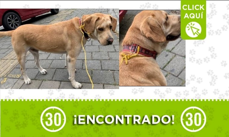 Perro encontrado