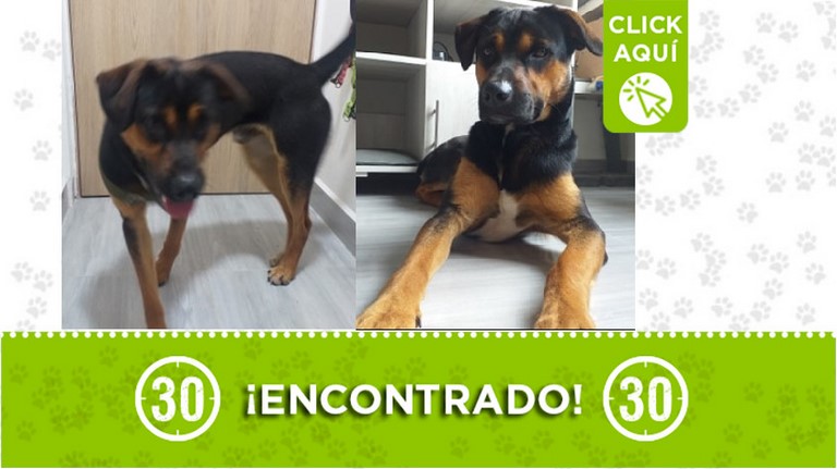 ¿Lo reconoce? Buscan a los dueños de este perrito encontrado en Buenos Aires 1 Perrito encontrado en Buenos Aires