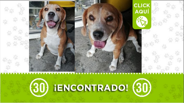 Perrito encontrado