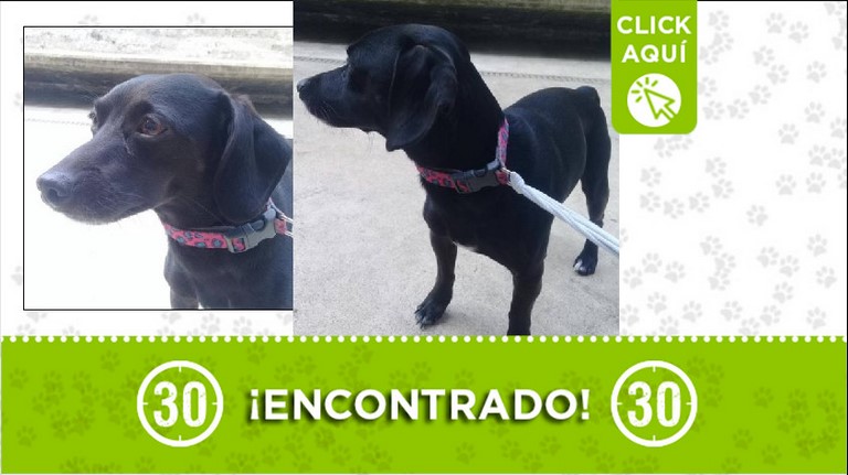 Perrito encontrado