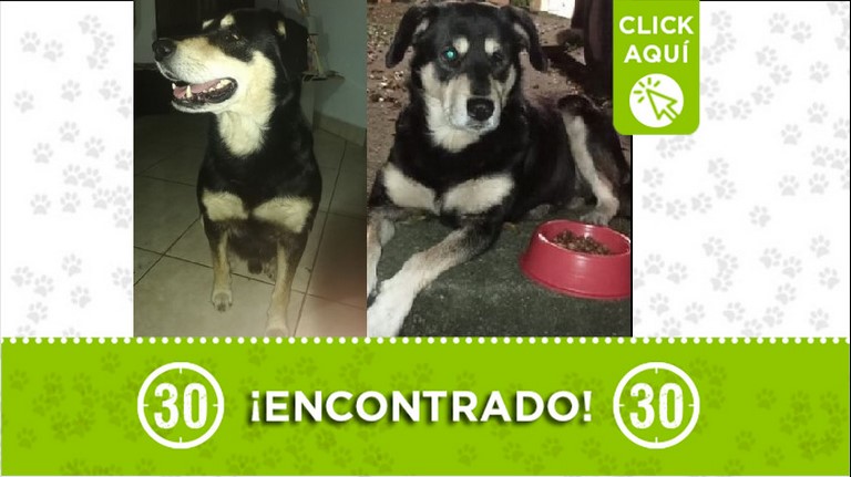 ¿Lo reconoce? Buscan a los dueños de este perrito o un hogar, fue encontrado en Itagüí 1 Perrito encontrado en Itagüí