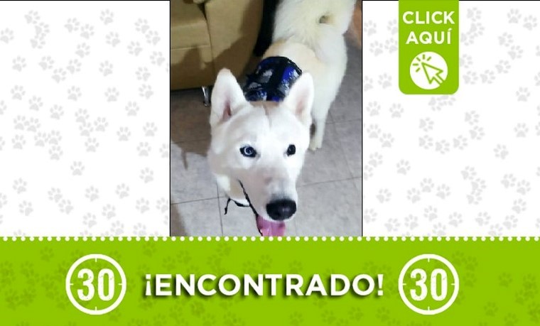 Perrito encontrado