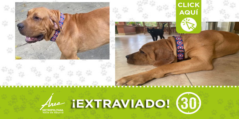 "Rocco" se extravió en Sopetrán ¿Lo ha visto?