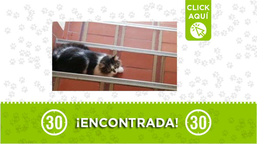¿La reconoce? Esta hermosa gata fue encontrada en Itagüí 1 gata encontrada