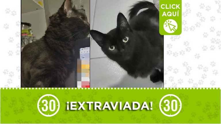 ¿La ha visto? Buscan a esta gatica que se perdió en Viviendas del Sur en Itagüí 1 Gatica perdida