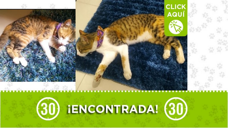 Gatica encontrada en Villa Hermosa La Mansión