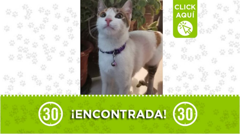 Gatica encontrada en Itagüí