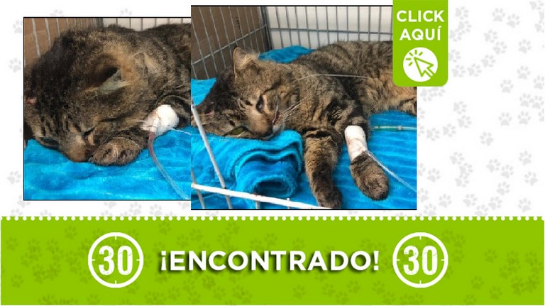 ¿Lo reconoce? Buscan a los dueños de este gatico encontrado por la 4 Sur 1 Gatico encontrado