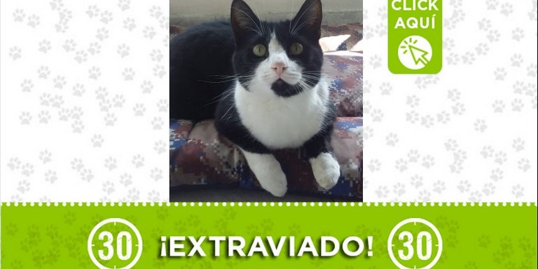 "Gato" se perdió en Robledo Curazao 1 gato robledo c