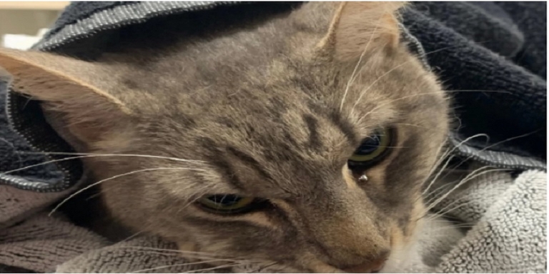 Todo un héroe: Gato murió por salvar a dos niños de una mortal culebra