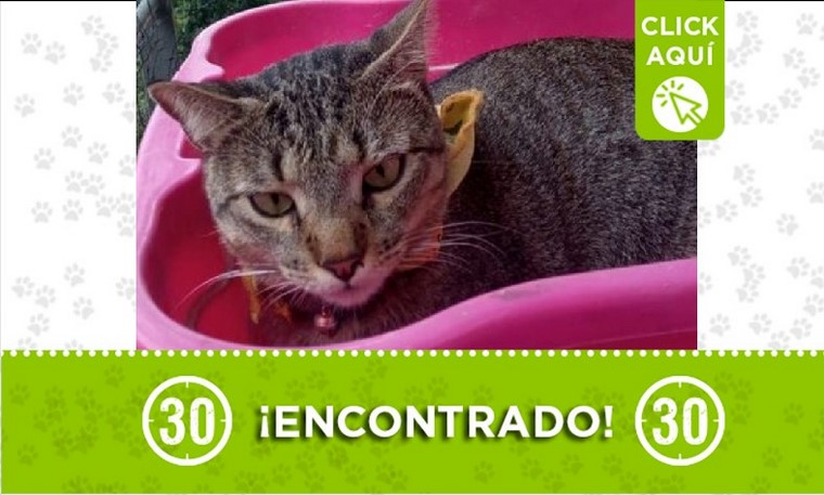 gato encontrado