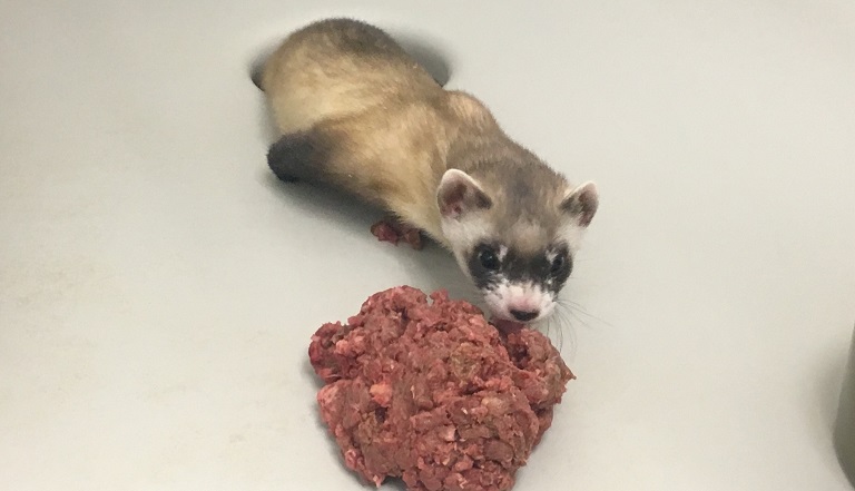 Logran clonar un hurón de patas negras, una especie en peligro de extinción