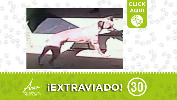 "Niño" se extravió en Prado Centro ¿Lo ha visto?