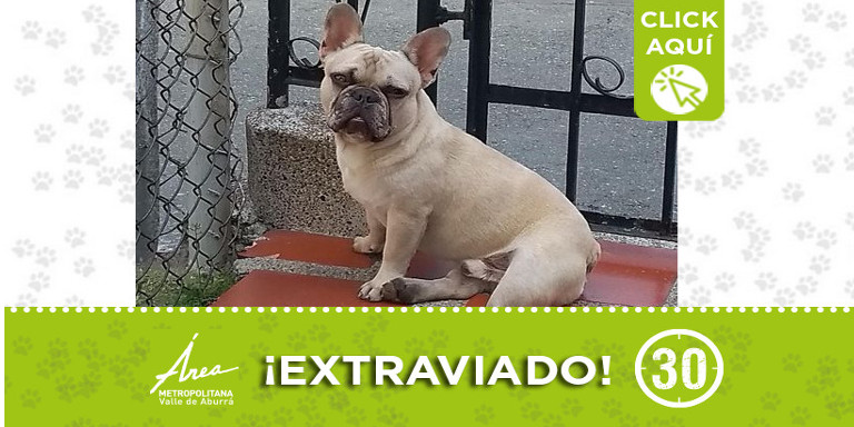 "Jordán" se extravió en Castilla ¿Lo ha visto?