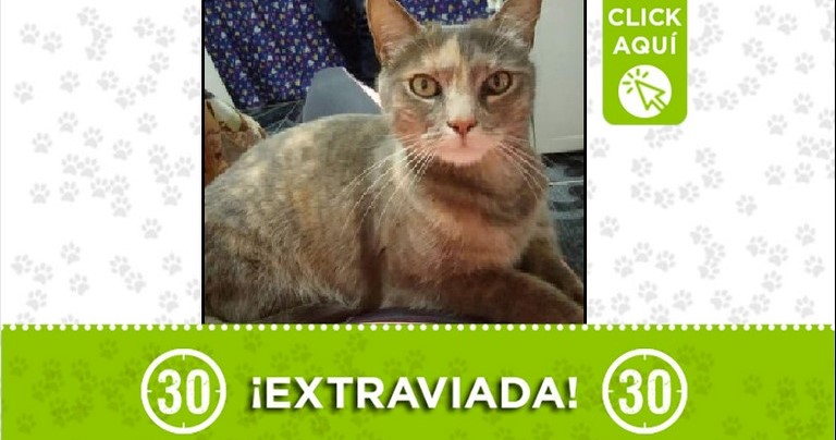 'Juana' se perdió en Manrique y sus dueños la buscan, ¿la ha visto? 1 Juana perdida en Manrique