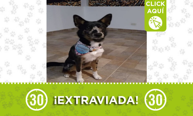 Buscan a "Kokoa" se extravió en Castilla