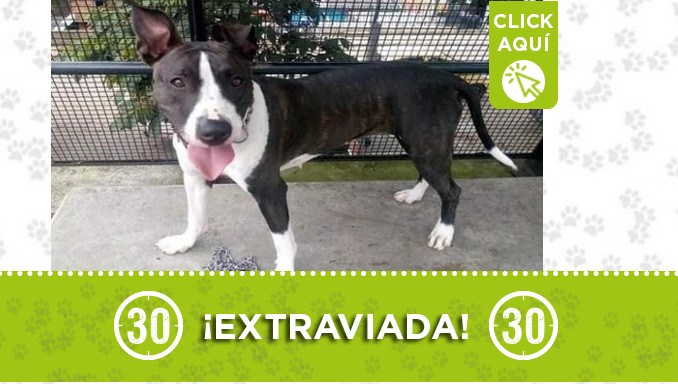 "Kiara" se extravió en Villa Hermosa