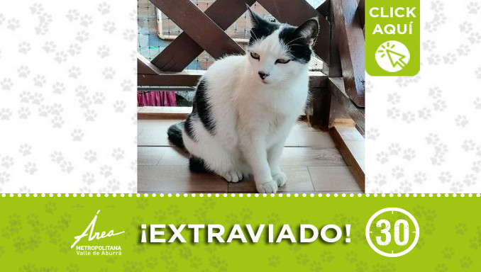 ¿Lo ha visto? "Gatis" se extravió en Manrique