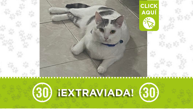 "Lolita" se extravió en Buenos Aires