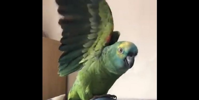 VIDEO. Loro adicto a las papas fritas venció el sobrepeso para poder volver a volar