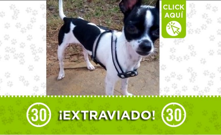 luky perdido