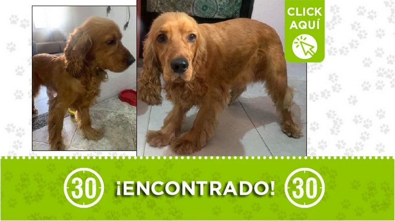 Mascota encontrada