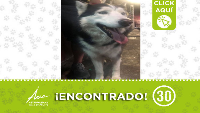 Buscan la familia de este perrito encontrado en San Pío