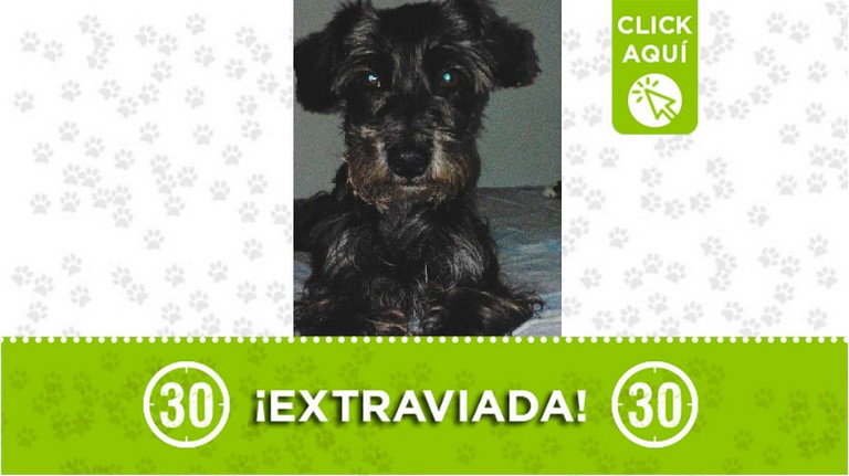 Negra perdida en Caldas