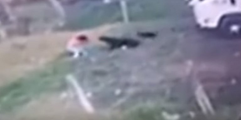VIDEO. Niña de 4 años fue atacada por una jauría de perros en Ubaté