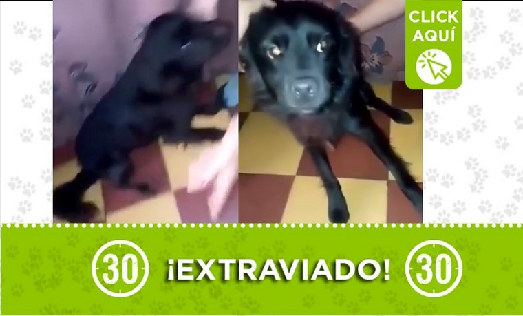 niño perdido