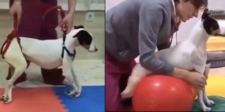 VIDEO. ¡Conmueve al mundo! Perrita vuelve a caminar tras una dura rehabilitación 1 perrita caminar