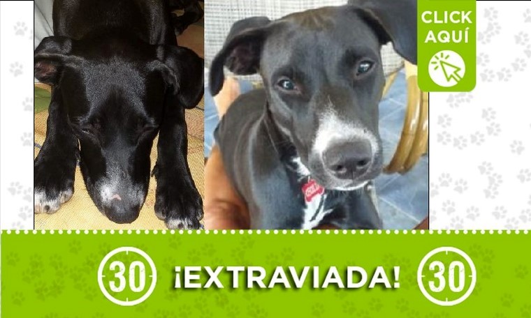 perrita perdida