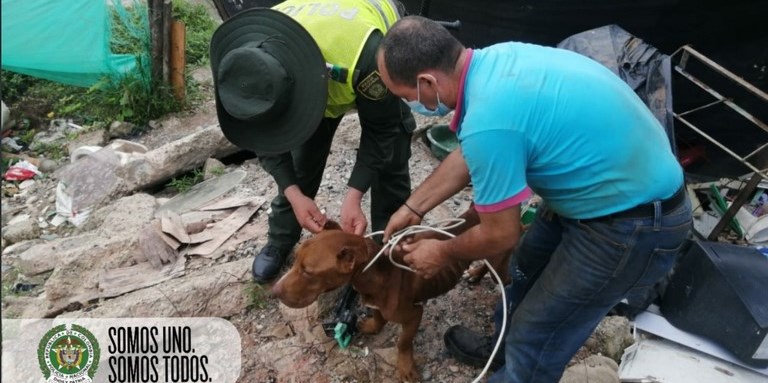 FOTOS. Desnutrido y deshidratado, rescataron a perrito que estaban en pésimas condiciones 1 perrito rescatado