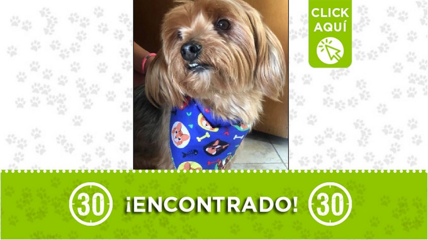 Perrito encontrado en Santa Cruz