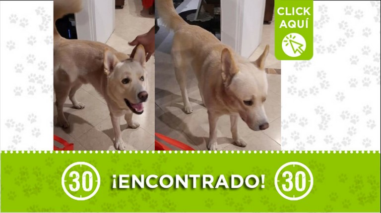 ¿Lo reconoce? Perrito encontrado en San Antonio de Prado, buscan a sus dueños 1 Perrito encontrado